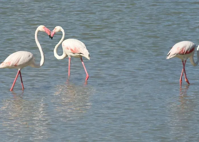 Acogedor Mar Azul Апартаменти Кальпе